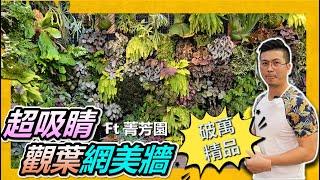 【田尾系列ep19】＃Begonia＃Monstera＃Platycerium超級美的觀葉植物網美牆，到底要怎麼DIY呢? 破萬的高價、夢幻植物值得買嗎?＃田尾公路花園＃伊恩愛種花＃菁芳園＃鹿角蕨