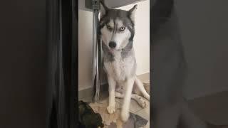 9th Days Old Husky Puppies