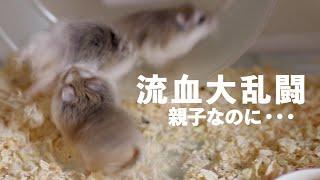 【激ギレハムスター】多頭飼い大失敗で流血事件