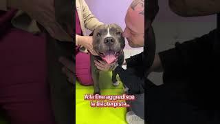 Mino a fine video aggredisce la fisioterapista.. 