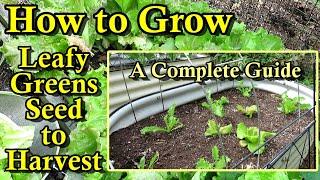 How to Grow Lettuce, Spinach, & Other Leafy Greens in the Spring, Summer, & Fall (Seed to Harvest)