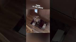 Dog thought his owner left home and then was surprised 