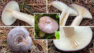 Nordischer Milchling, Nordischer Reizker, Blaureizker, Nordmilchling, Lactarius trivialis | Portrait