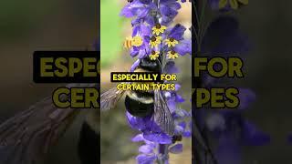 Bee Facts (part 12) #facts #hstm #beefacts #bee