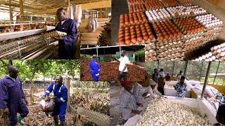 FULL VIDEO OF POULTARY FARM, GARI FACTORY & ORGANIC FERTILIZER PROCESSING IN CENTRAL REGION