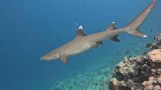 Tara Explores French Polynesia Marine Wildlife with Moorea Ocean Adventures