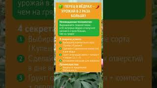 ПЕРЕЦ В ВЕДРАХ — УРОЖАЙ В 2 РАЗА БОЛЬШЕ! 