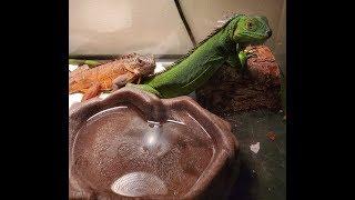 MEET FRICK & FRACK MY 2 NEW IGUANAS.. Remembering Steve