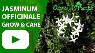 Jasminum officinale - grow & care (Jasmine plant)