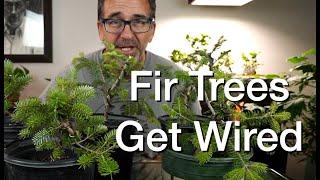 My Fir Trees Get Wired:  Dave's Bonsai E265