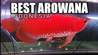 Best Arowana Indonesia - Competition