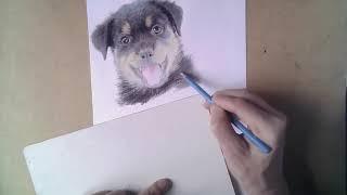 Как нарисовать щенка ротвейлера цветными карандашами