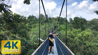 TreeTop Walk (via Windsor Nature Park) | SingaporeIsland