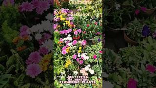 Winter Flowering And Indoor Plants Plus All Types Of Gardening Item Available At Galiff Street!