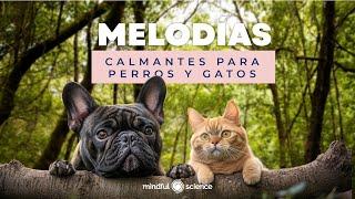 Música: Melodías calmantes para PERROS y GATOS - Mindfulness - Mindful Science 