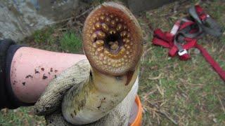 10 Most Dangerous Fish in the World