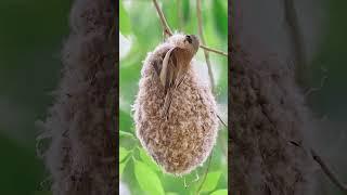 Bird nest #reels #shorts #trending #youtubeshorts #nest#birds #short #making #world #nature #house