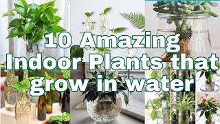 10 Amazing Indoor Plants that grow in water in glass Jar or vase