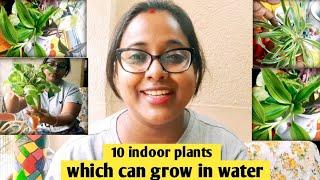 Best water plants for indoor | low maintenance indoor plants #indoorplants #plants #waterplants