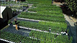 (Full Tour) Plant Humboldt Cannabis Nursery - 5-16-2024