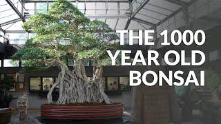 1000 year old Ficus Bonsai