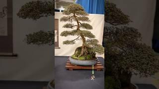 Satsuki Azalea on rock @ Expo Bonsai Show 2024#bonsai #bonsaitree #bonsaishow #tree #bonsaiworld