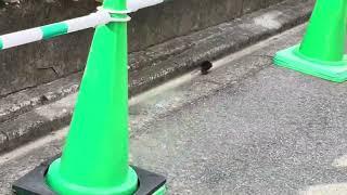 Japan Life Mouse