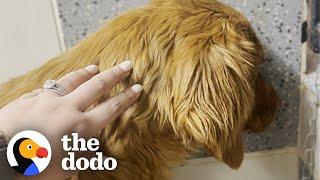 Rescue Dog Was Terrified Of Going Outside Until... | The Dodo