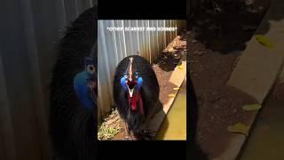 Other scariest bird sounds vs this one  | #edit #scariest #bird #sound #newyork #usa
