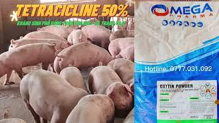 Thách thức ngành chăn nuôi 2023 | Bsty Minh Sang 0777.031.092