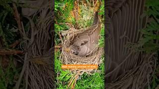 Nest making process by bird. #birds #nest