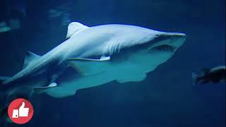 10 Most Dangerous Fishes in the World (Full HD) !!! Be Scared!!