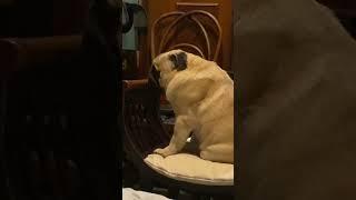 #puglife #shortvideo #pugsofinstagram #shorts #short #pug #dog #dogs #puglove #гуффи #pugstagram