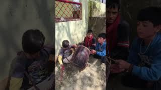 पहाड़ी खटका  #shortsfeed #shortvideo #shorts #short #shots