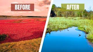 How Massachusetts is Restoring Cranberry Bogs | Happy Earth News #2