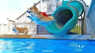 Water Slide Loving Corgi / 웰시코기 사샤는 슬라이드를 좋아해 - SAMCORGI