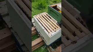 Moving swarmed bees into a new hive.