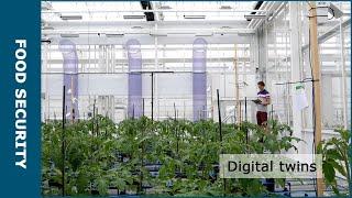 Growing tomatoes digitally (Subtitles available NL + ENG)