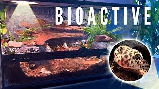 BIOACTIVE VIVARIUM FOR A LEOPARD GECKO | TERRAQUAMAN