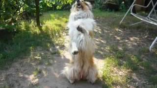 Rough collie tricks II. - Jessie