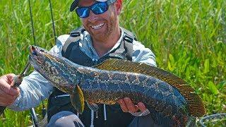 Fishing for Invasive Northern Snakehead (1 of 4) | Field Trips Virginia