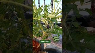 초보농부(?)는 맘이 찢어진다 #여우하품 #여우하품안주인 #shorts
