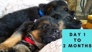 German Shepherd Puppies Growing Up- Birth to 8 Weeks