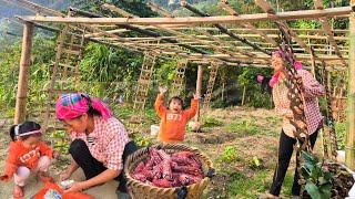 Mom picked purple sticky corn to sell and then made a trellis of green squash with her daughter.