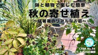 【秋の寄せ植え】鉢で楽しむ簡単寄せ植え残暑後咲き始めた庭植物庭作りダールベルグデージーに注目NO.54／2023.9月26日撮影