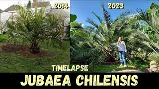 10 Years Timelapse of my Jubaea chilensis @ Belgium