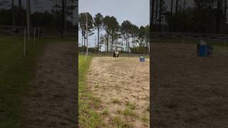 Getting better#horse #equestrian #trickriding #stuntrider #practice #fypシ゚ #subscribe #viralshort