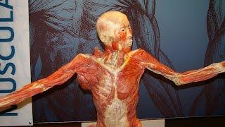 DSC Media: Bodies Revealed Exhibition