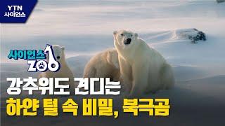 [사이언스ZOO] 강추위도 견디는 하얀 털 속 비밀, 북극곰 / YTN 사이언스