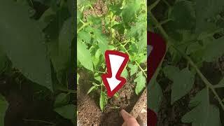 НЕ ПОЛИВАЙТЕ ТОМАТЫ ПОКА НЕ ПОСМОТРИТЕ ЭТО ВИДЕО / КАК ПОЛИВАТЬ ТОМАТЫ В ТЕПЛИЦЕ